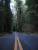 The Avenue of the Giants