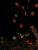zoo lights