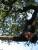 L'homme descend du singe ?